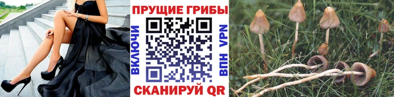 Псилоцибиновые грибы мицелий Ухта